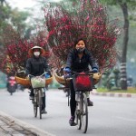 Đào, quất xuống phố