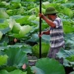 Dậy sớm lên Hồ Tây ngắm sen thưởng trà