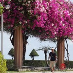 Khách du lịch mê mẩn "thành phố hoa giấy" Nha Trang