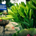Loa kèn đầu mùa trên đường phố Hà Nội