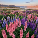 Mùa hoa Lupins ở hồ Tekapo, New Zealand