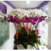 Chậu Lan Hồ Điệp