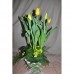 Chậu tulip