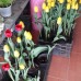 hoa tulip hà lan