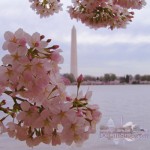 Lễ hội Hoa anh đào Washington D.C