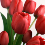 Sự tích hoa Tulip