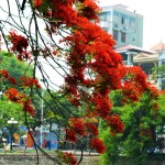 Lễ hội Hoa Phượng Đỏ - Bước khởi đầu cho Năm Du lịch quốc gia khu vực Đồng bằng sông Hồng – Hải Phòng năm 2013